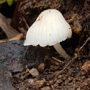 zz agaric (stem; gills white/cream) at Cotter River, ACT - 23 Dec 2020