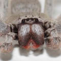 Isopeda canberrana (Canberra Huntsman Spider) at ANBG - 18 Dec 2020 by TimL