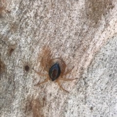 Euryopis umbilicata (Striped tick spider) at Aranda Bushland - 17 Dec 2020 by MattFox