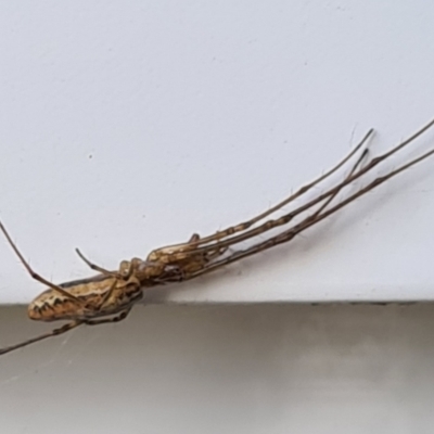 Tetragnatha sp. (genus) (Long-jawed spider) at Molonglo Valley, ACT - 23 Dec 2020 by AaronClausen