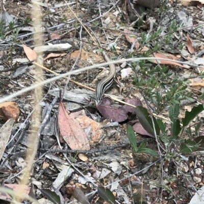 Ctenotus taeniolatus (Copper-tailed Skink) at Holt, ACT - 17 Dec 2020 by MattFox