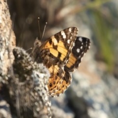 Vanessa kershawi (Australian Painted Lady) at Michelago, NSW - 2 Nov 2020 by Illilanga