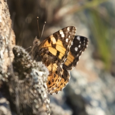 Vanessa kershawi (Australian Painted Lady) at Illilanga & Baroona - 2 Nov 2020 by Illilanga