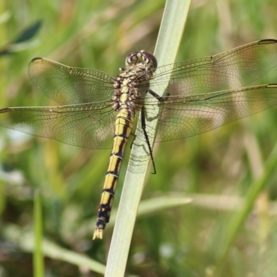 Orthetrum caledonicum (Blue Skimmer) at Toothdale, NSW - 22 Dec 2020 by Kyliegw