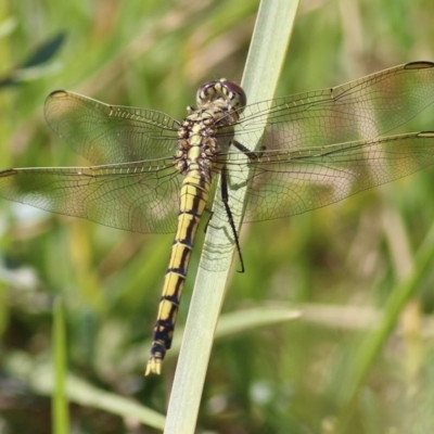 Orthetrum caledonicum (Blue Skimmer) at Toothdale, NSW - 23 Dec 2020 by KylieWaldon