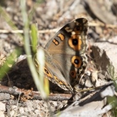 Junonia villida (Meadow Argus) at Illilanga & Baroona - 8 Dec 2020 by Illilanga