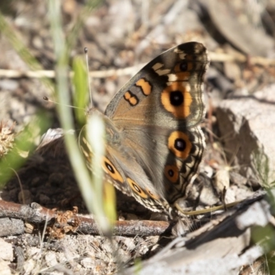 Junonia villida (Meadow Argus) at Michelago, NSW - 8 Dec 2020 by Illilanga