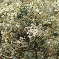 Bursaria spinosa subsp. lasiophylla (Australian Blackthorn) at Toothdale, NSW - 23 Dec 2020 by KylieWaldon