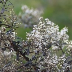 Bursaria spinosa subsp. lasiophylla at Toothdale, NSW - 23 Dec 2020