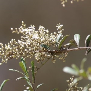 Bursaria spinosa subsp. lasiophylla at Toothdale, NSW - 23 Dec 2020