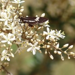Nyctemera amicus (Senecio Moth, Magpie Moth, Cineraria Moth) at Toothdale, NSW - 22 Dec 2020 by Kyliegw