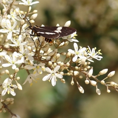 Nyctemera amicus (Senecio Moth, Magpie Moth, Cineraria Moth) at Toothdale, NSW - 23 Dec 2020 by KylieWaldon