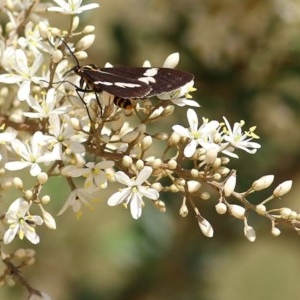 Nyctemera amicus at Toothdale, NSW - 23 Dec 2020