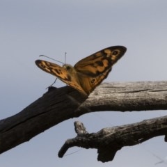 Heteronympha merope (Common Brown Butterfly) at Illilanga & Baroona - 8 Dec 2020 by Illilanga