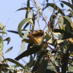 Heteronympha merope at Michelago, NSW - 8 Dec 2020