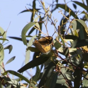 Heteronympha merope at Michelago, NSW - 8 Dec 2020 04:02 PM