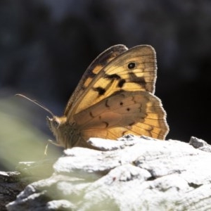 Heteronympha merope at Michelago, NSW - 8 Dec 2020