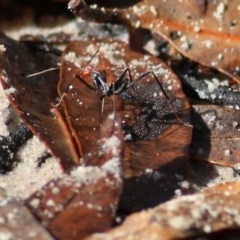 Leptomyrmex erythrocephalus (Spider ant) at Bournda, NSW - 21 Dec 2020 by Kyliegw