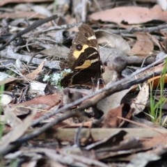 Tisiphone abeona (Varied Sword-grass Brown) at Bournda, NSW - 22 Dec 2020 by KylieWaldon