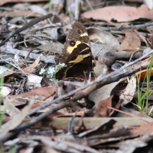 Tisiphone abeona at Bournda, NSW - 22 Dec 2020 10:15 AM