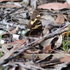 Tisiphone abeona (Varied Sword-grass Brown) at Bournda, NSW - 21 Dec 2020 by Kyliegw