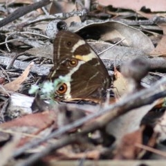 Tisiphone abeona at Bournda, NSW - 22 Dec 2020 10:15 AM