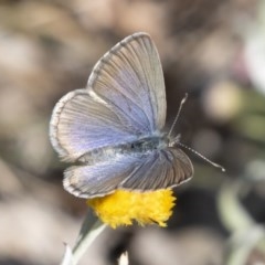 Zizina otis (Common Grass-Blue) at Illilanga & Baroona - 24 Apr 2020 by Illilanga