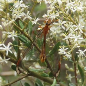 Nymphes myrmeleonoides at Theodore, ACT - 23 Dec 2020