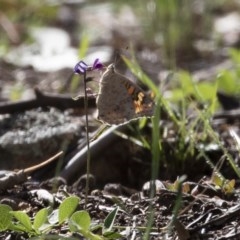 Junonia villida (Meadow Argus) at Illilanga & Baroona - 6 Apr 2020 by Illilanga