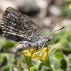 Lucia limbaria (Chequered Copper) at Michelago, NSW - 3 Nov 2018 by Illilanga