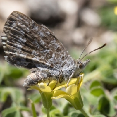 Lucia limbaria (Chequered Copper) at Illilanga & Baroona - 2 Nov 2018 by Illilanga