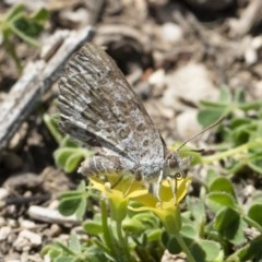 Lucia limbaria at Michelago, NSW - 3 Nov 2018