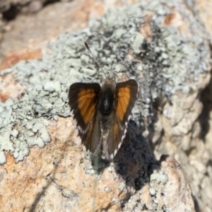 Lucia limbaria at Michelago, NSW - 3 Nov 2018 09:50 AM