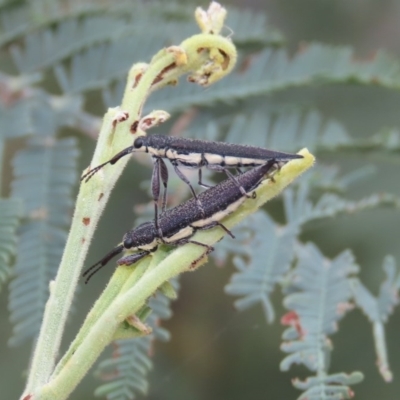 Rhinotia phoenicoptera (Belid weevil) at Theodore, ACT - 23 Dec 2020 by owenh