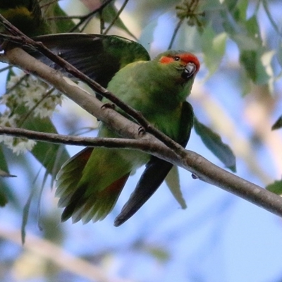 Glossopsitta concinna (Musk Lorikeet) at Bournda, NSW - 22 Dec 2020 by KylieWaldon