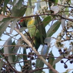 Glossopsitta concinna at Bournda, NSW - 22 Dec 2020