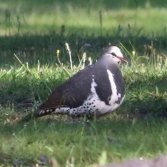 Leucosarcia melanoleuca (Wonga Pigeon) at Bournda, NSW - 22 Dec 2020 by KylieWaldon