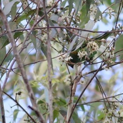 Eucalyptus sieberi at Bournda, NSW - 22 Dec 2020 by KylieWaldon