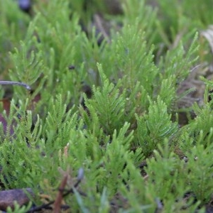 Selaginella uliginosa at Bournda, NSW - 22 Dec 2020