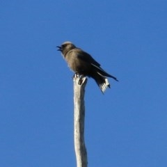 Artamus cyanopterus (Dusky Woodswallow) at Bournda, NSW - 22 Dec 2020 by KylieWaldon