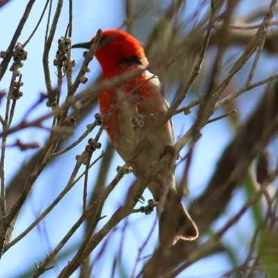 Myzomela sanguinolenta (Scarlet Honeyeater) at Bournda, NSW - 22 Dec 2020 by KylieWaldon