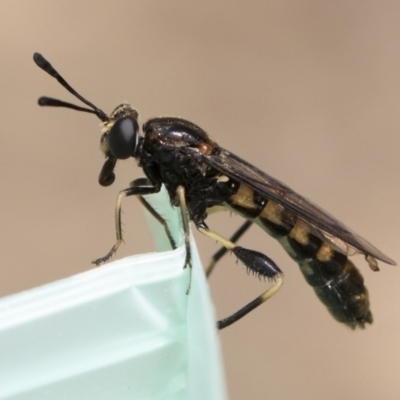 Miltinus sp. (genus) (Miltinus mydas fly) at Illilanga & Baroona - 21 Nov 2019 by Illilanga