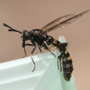 Miltinus sp. (genus) at Michelago, NSW - 22 Nov 2019