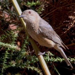 Pachycephala rufiventris at Bournda, NSW - 22 Dec 2020