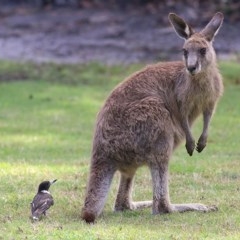 Macropus giganteus (Eastern Grey Kangaroo) at Bournda, NSW - 22 Dec 2020 by KylieWaldon