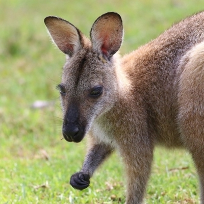 Notamacropus rufogriseus (Red-necked Wallaby) at Bournda, NSW - 22 Dec 2020 by KylieWaldon