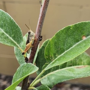 Phaulacridium vittatum at Pearce, ACT - suppressed