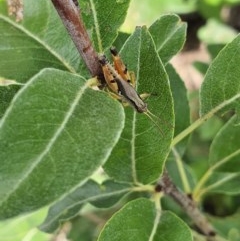 Phaulacridium vittatum at Pearce, ACT - suppressed