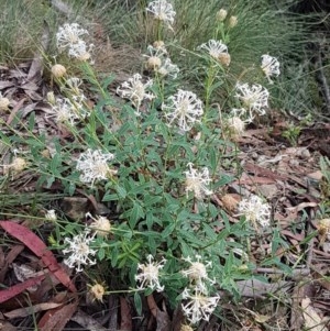 Pimelea treyvaudii at Cotter River, ACT - 23 Dec 2020