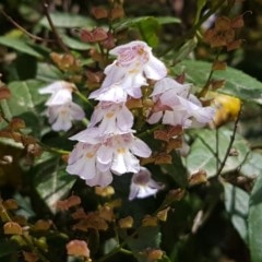 Prostanthera lasianthos (Victorian Christmas Bush) at Cotter River, ACT - 22 Dec 2020 by tpreston